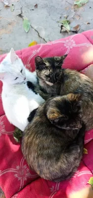 3 котёнка 1