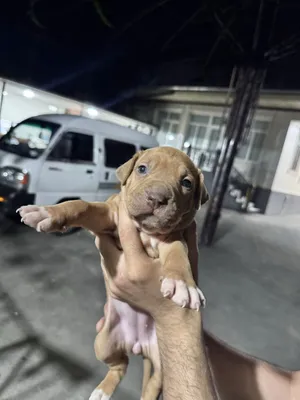 Pitbull bolalari 1