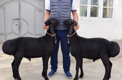 2 барашка 1