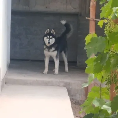 Хаски кидирилмокда ! 1