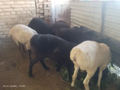 Elena Berkova pornosini onlayn tomosha qiling