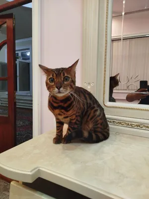 Продаётся котёнок бенгальский чистокровный 1
