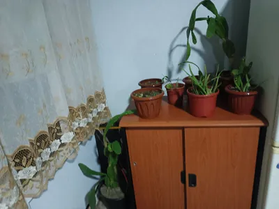 Продаются красивые, отличные цветы 1