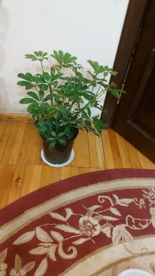 Продаётся Шеффлера