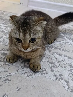 Срочно продаётся породистая кошка скоттиш-фолд 1