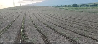 Нужен инвестор для халол музоарабы 1