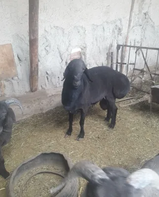 Zot uchun toza hisori quchqor sotiladi 1