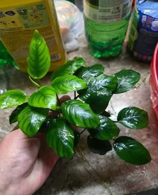Barter anubiasi, bucefalandra 1