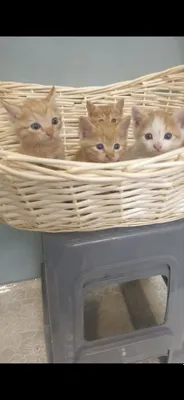 Продается котенок 1