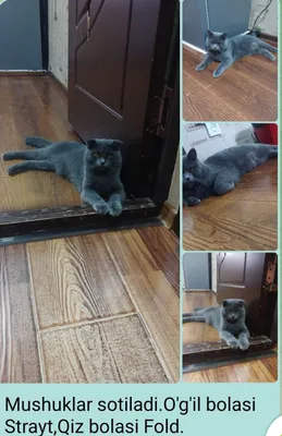 Uyda jinsiy aloqa Porno ona hukmronlik qiladi