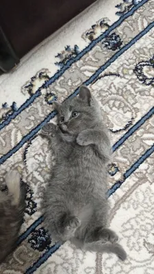 Домашние животные 1