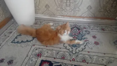 yaxshi uyda boqilgan damashni erkak 1