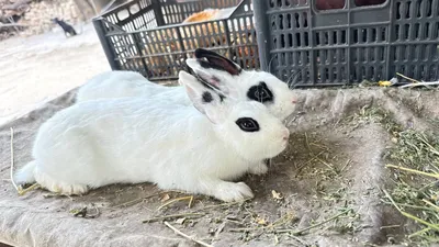 Karlik quyon sotiladi para samka sames 4.5 oyli toshken sergelida 1