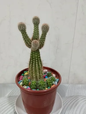 Kaktus — «Echinopsis aurea» 1