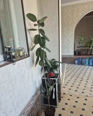 Qora shahzoda guli