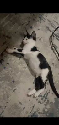 Mushukcha tekinga beriladi 1