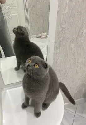 Породистая шотландская кошка 1