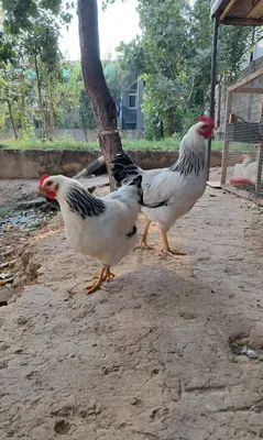 Adler serebristiy 1
