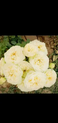 Каталина, Розы и Штамбовые роза. Флорибунда. Насышенно жёлтый цвет. 1