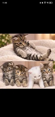 Породистые котята скоттиш-фолд 1