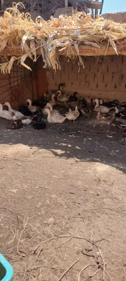 урдаклар сотилади