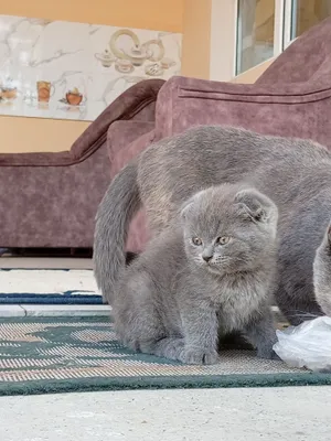 маленькая кошка 1