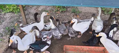 Утки на продажу 1