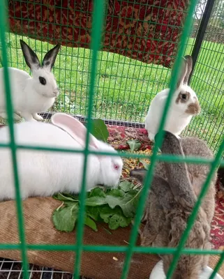 Ena quyonlar sotiladi 130 mingdann 1