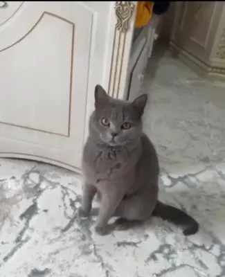Shotlanskiy erkak 1
