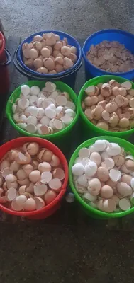 Tuxum po'choq sotamiz kg 1000