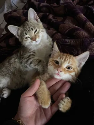 Pussy yalab yaqindan korish foto surat