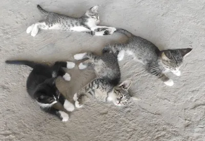 Котята — домашние кошки 1