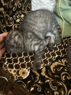 Mushukcha scottish fold shinshila 1