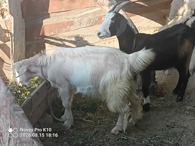 Эчкилар сотилади 1