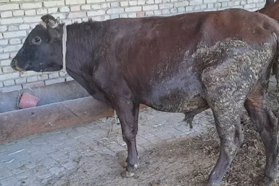 Продаётся бык, гарантия здоровья, отлично ест 1