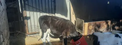 Ona bola sigir bolasi 2 ta 1