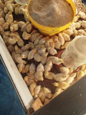 Bedana 1 kunlikdan 50 kunlikgacha zakas olamiz 1