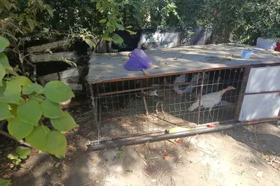 Tovuqxona va quyonxona sotiladi, narxi kelishiladi 1