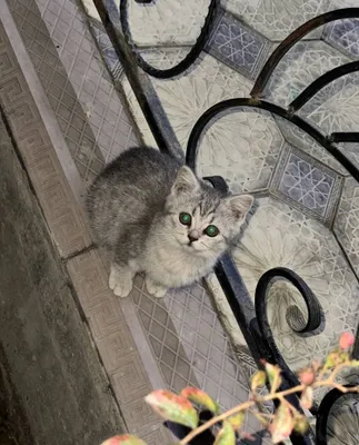скоттиш страйт мушуклар 1