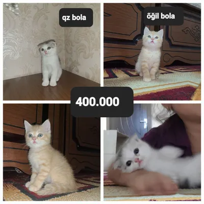 Mushuk bolasi 2 ta qz õğil 1