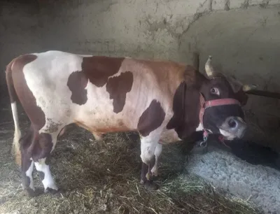 Mol navos sotiladi 1