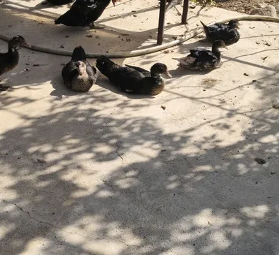 indogutkala sotiladi 1