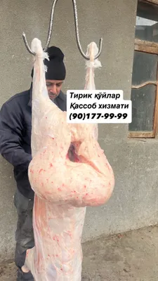 Aqiqa va qurbonlik uchun qo’ylar 1