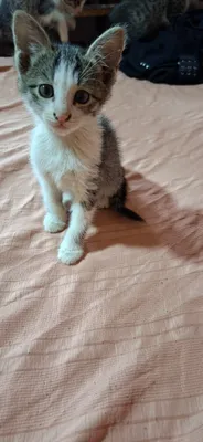 Котята отдаются в Самарканде 1