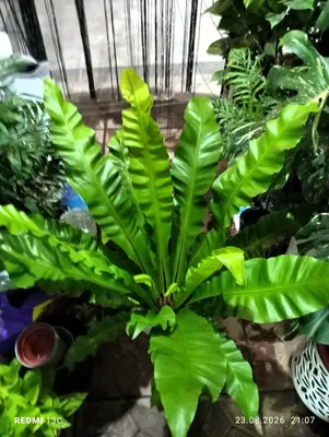 Asplenium 1