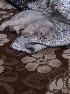 Скоттиш-фолд шиншилла NY 11, девочка, 1,4 месяца 1