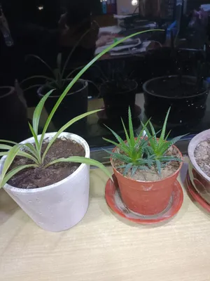 Gullar sotaman, donasi 10 mingdan 30 minggacha 1