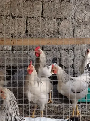 Adler Xo'rozlar sotladi 1