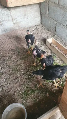 Fevral oxiri jojani zori