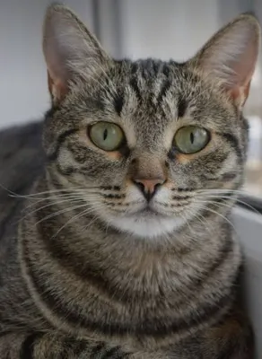 Кошка 1